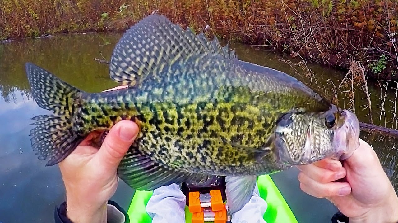 Iowa Crappies -Fishing The Crappie Spawn