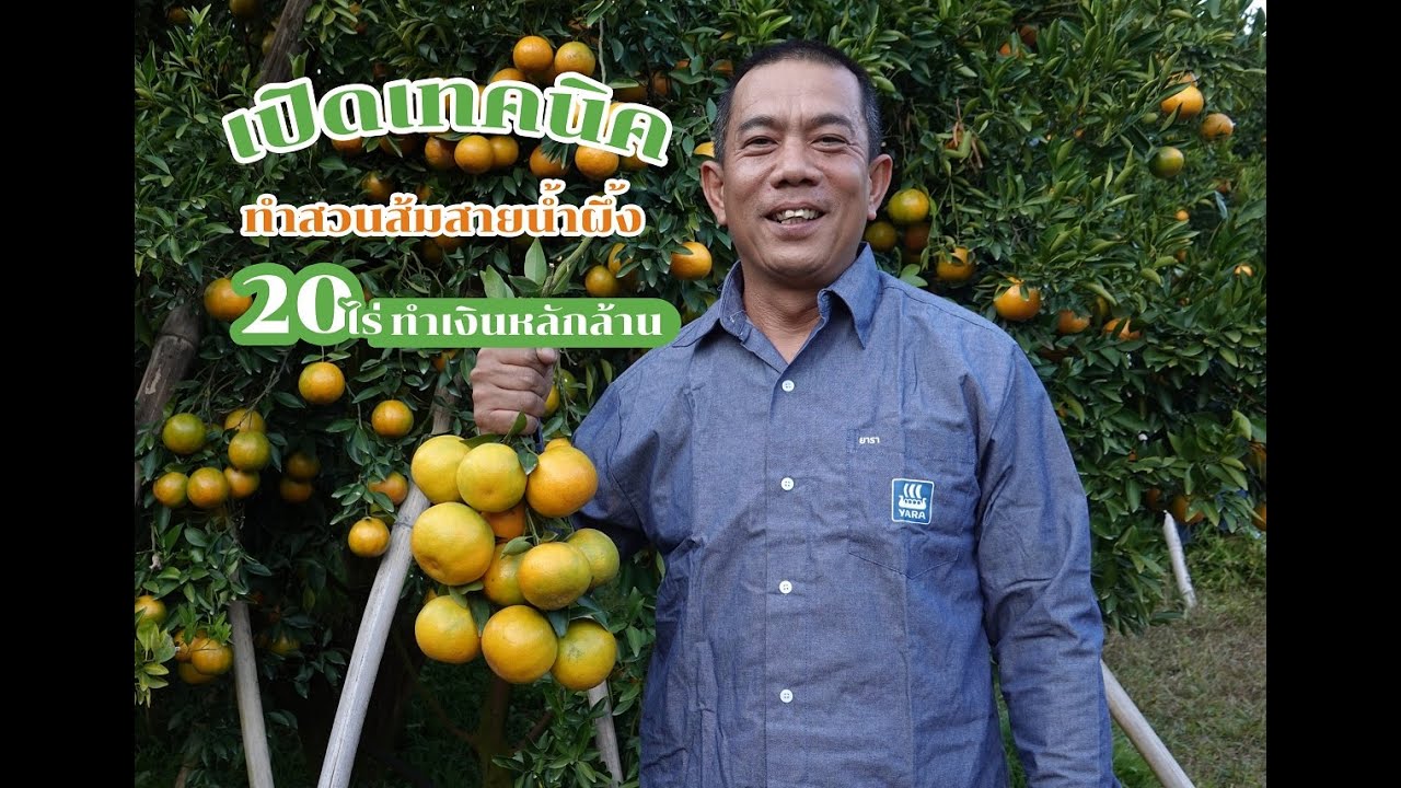 ส้มสายน้ำผึ้ง พืชทำเงินให้เกษตรกรอำเภอฝาง จังหวัดเชียงใหม่ เพียง 20 ไร่ | เทคโนโลยีชาวบ้าน