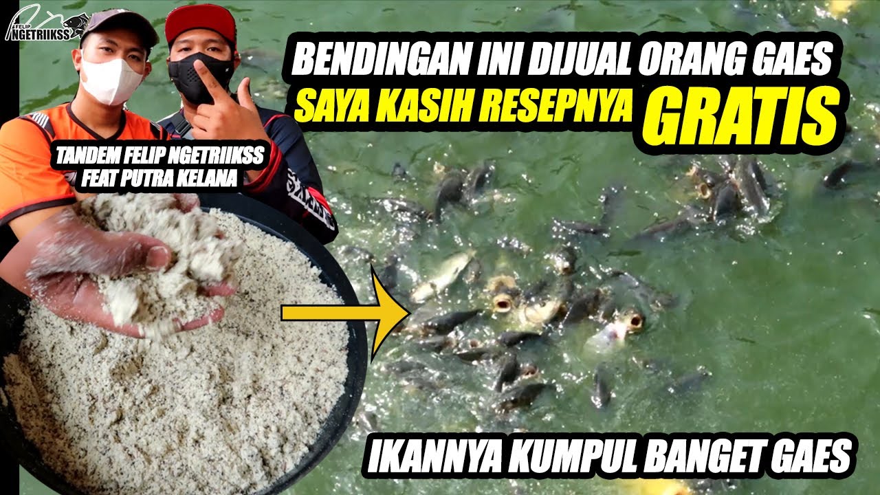 BONGKAR RESEP RAHASIA BENDINGAN FELIP‼️ Mancing NGACIRRRR Feat Putra Kelana‼️ Pemancingan Minapuri