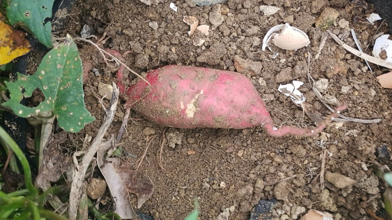 Growing Your Own Food Can Save You Money | Sweet Potato Harvest