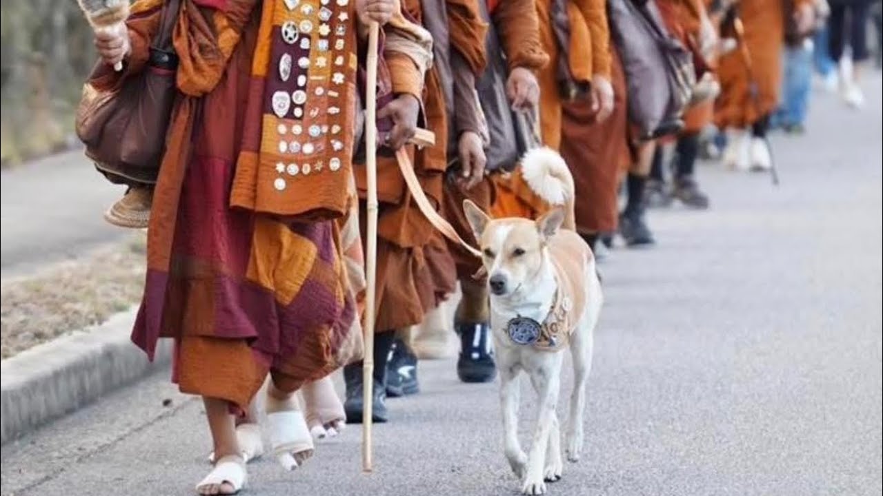 Buddhist Monks Peace Walk with Aloka | Raleigh ￼North Carolina, USA 🇺🇸