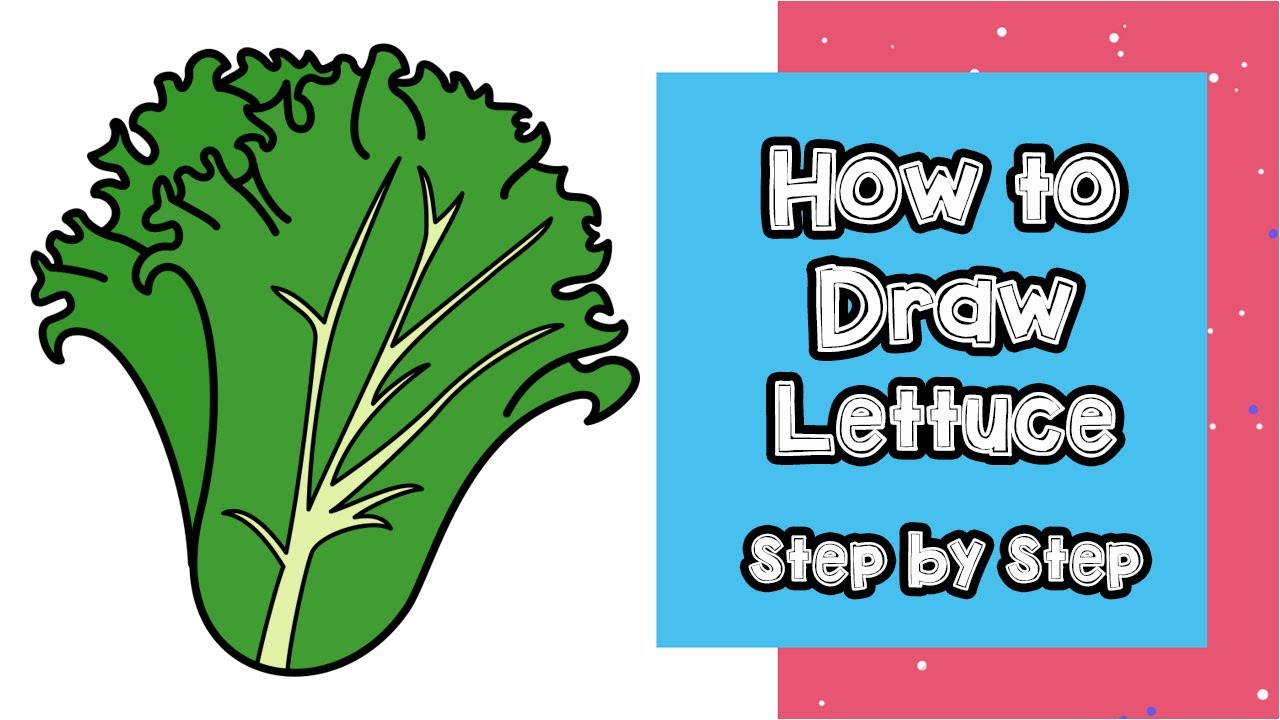 Lettuce Drawing for Kids | How to Draw Lettuce Easy by Nifty Toy Art