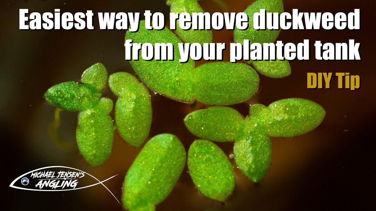How to remove duckweed - aquarium DIY tip
