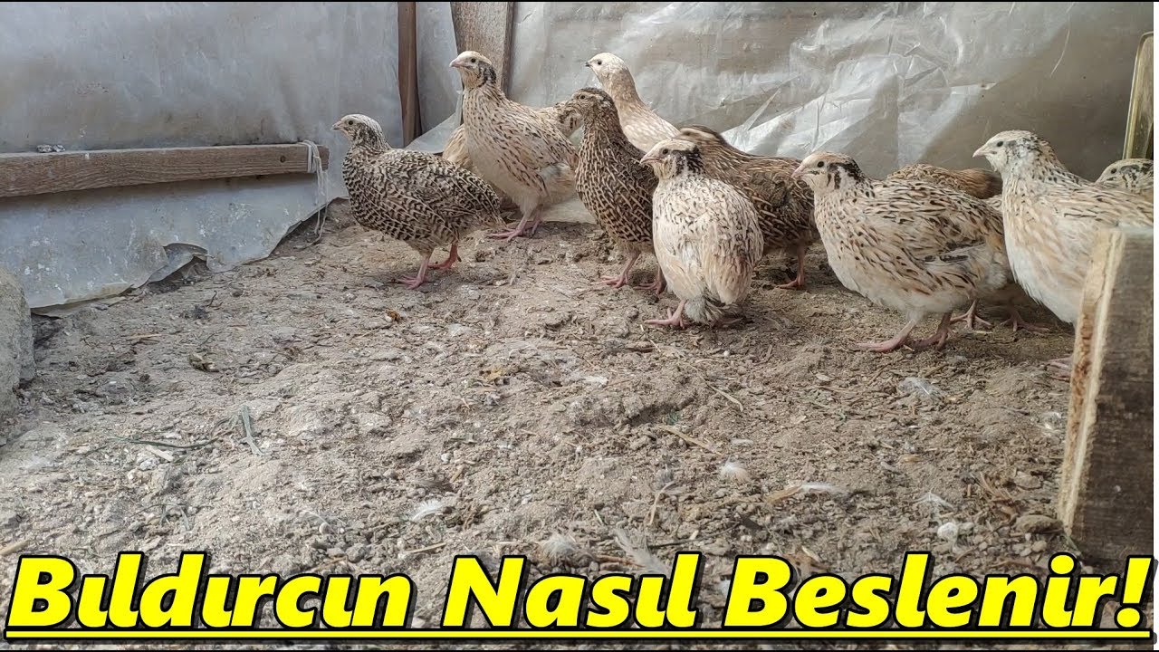 Bıldırcın Nasıl Ve Ne Şekilde BesLenir.!Kümes Gezisi!/#Tekirdağ/#Süleymanpaşa
