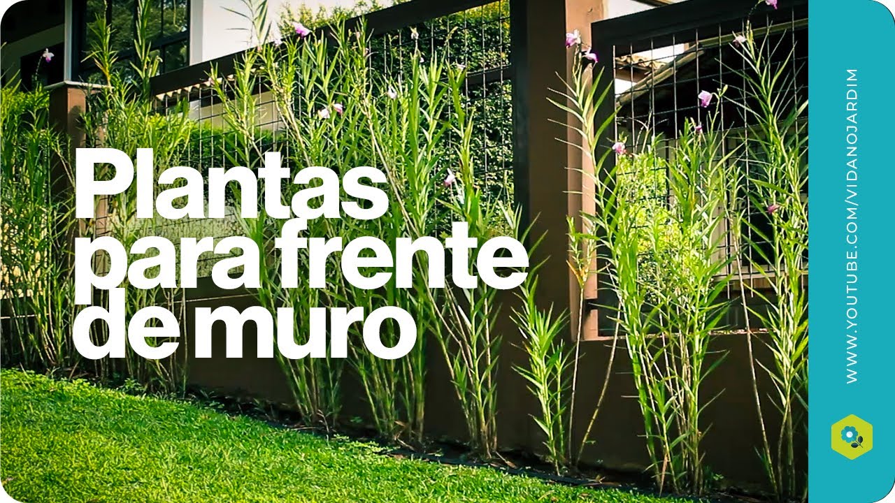 PLANTAS para FRENTE de MURO