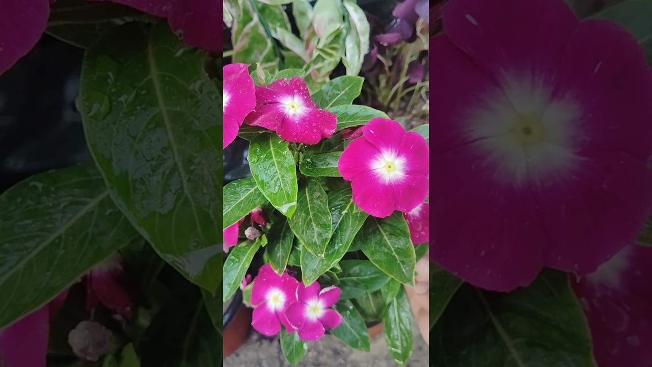 sadabahar vinca flower 🌺🌻🌹🌷Care tips for healthy growing..... 
