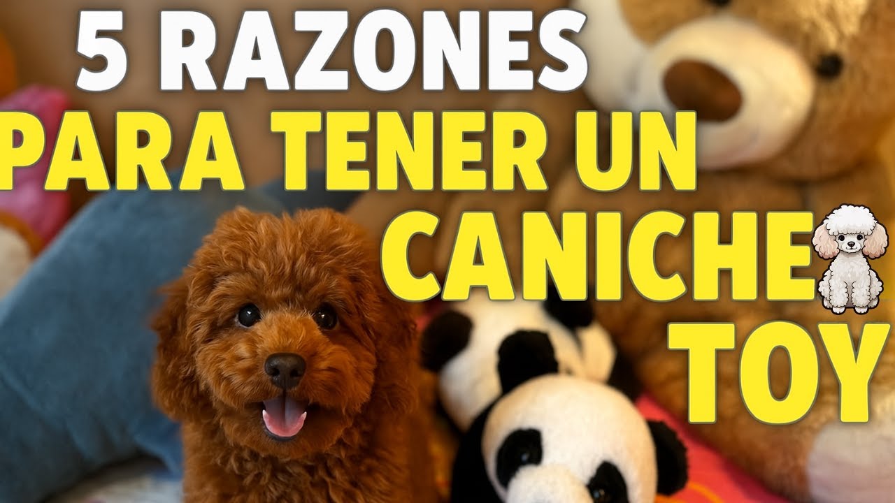 5 RAZONES para tener un CANICHE TOY o TOY POODLE