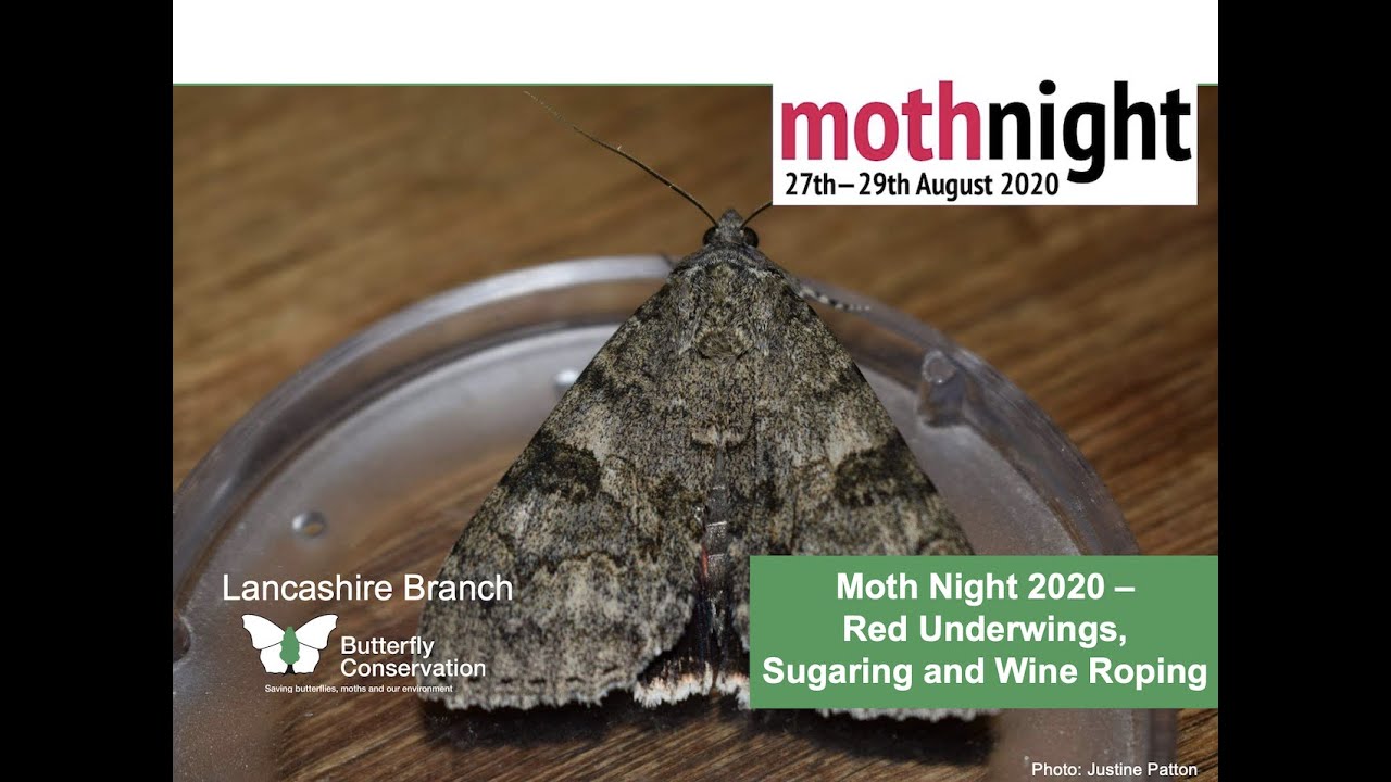 National Moth Night 2020 - how to attract moths using wine ropes and sugaring