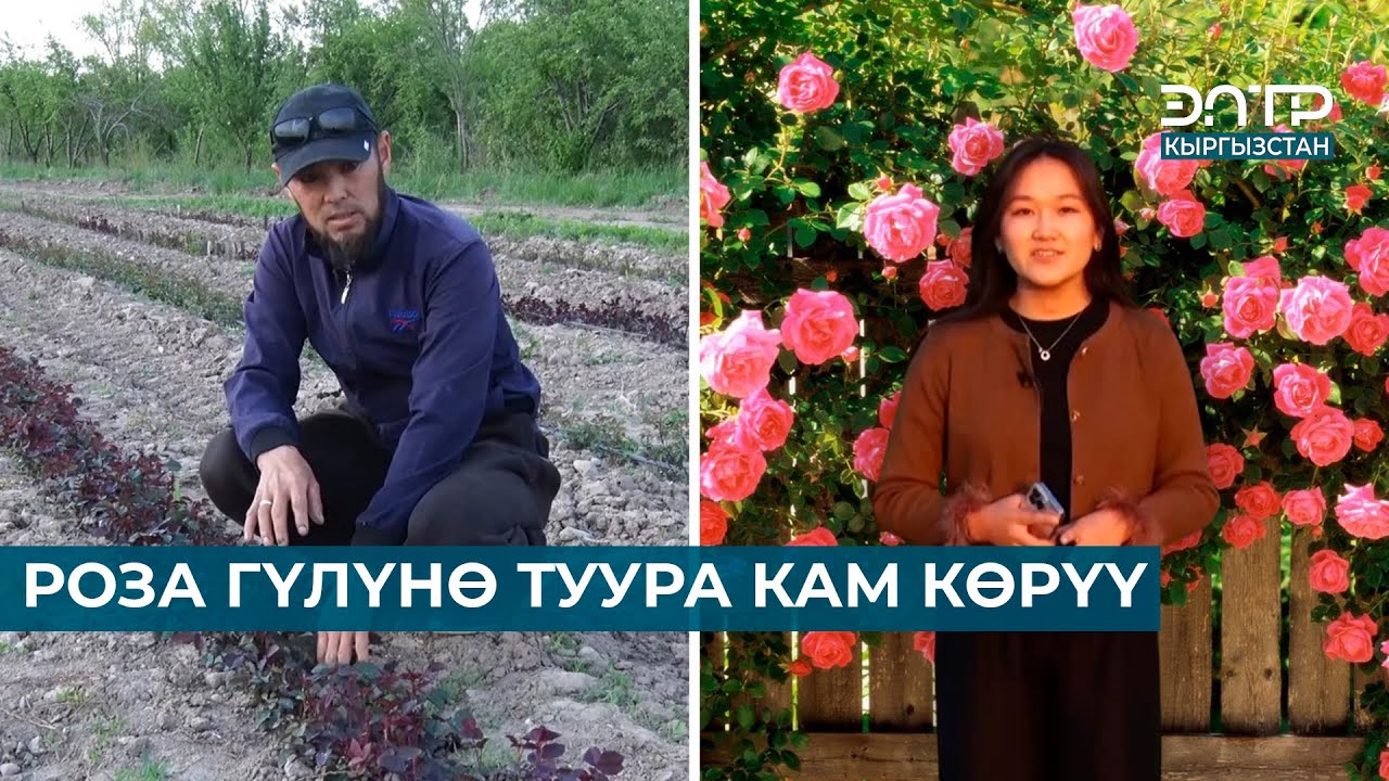 РОЗА ГҮЛҮНӨ ТУУРА КАМ КӨРҮҮ