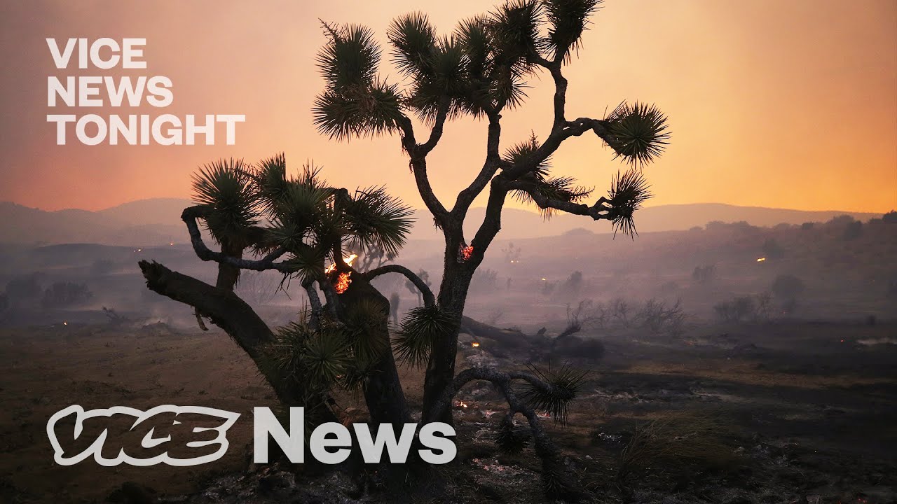 Joshua Trees Are Being Wiped Out by Climate Change &mdash; Can They Be Saved?
