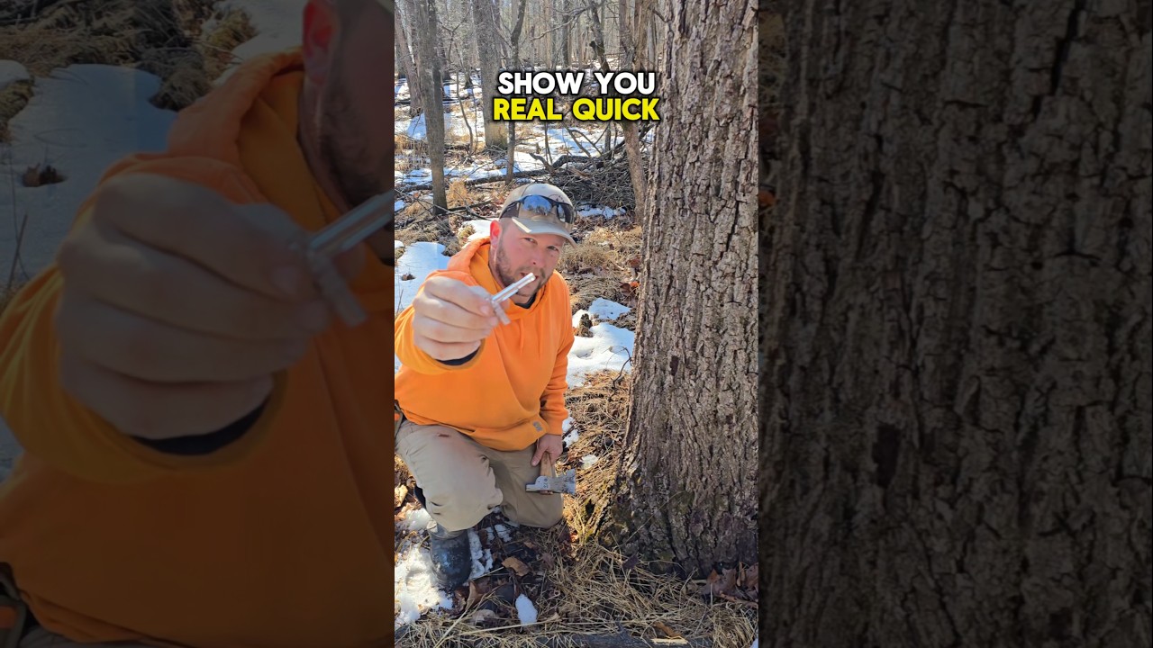Tapping Walnuts with sapmaster taps! #blackwalnutsyrup