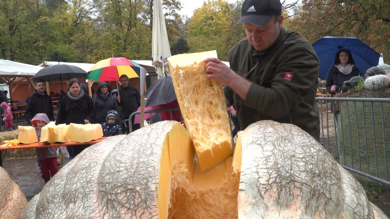 Kürbisgiganten auf die Schlachtbank | 06.11.17
