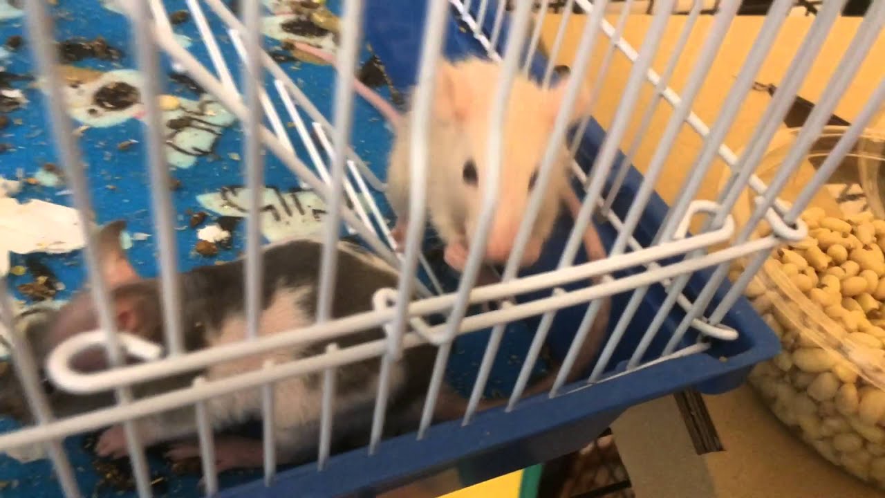 New Rats, New Puppy, New Start!