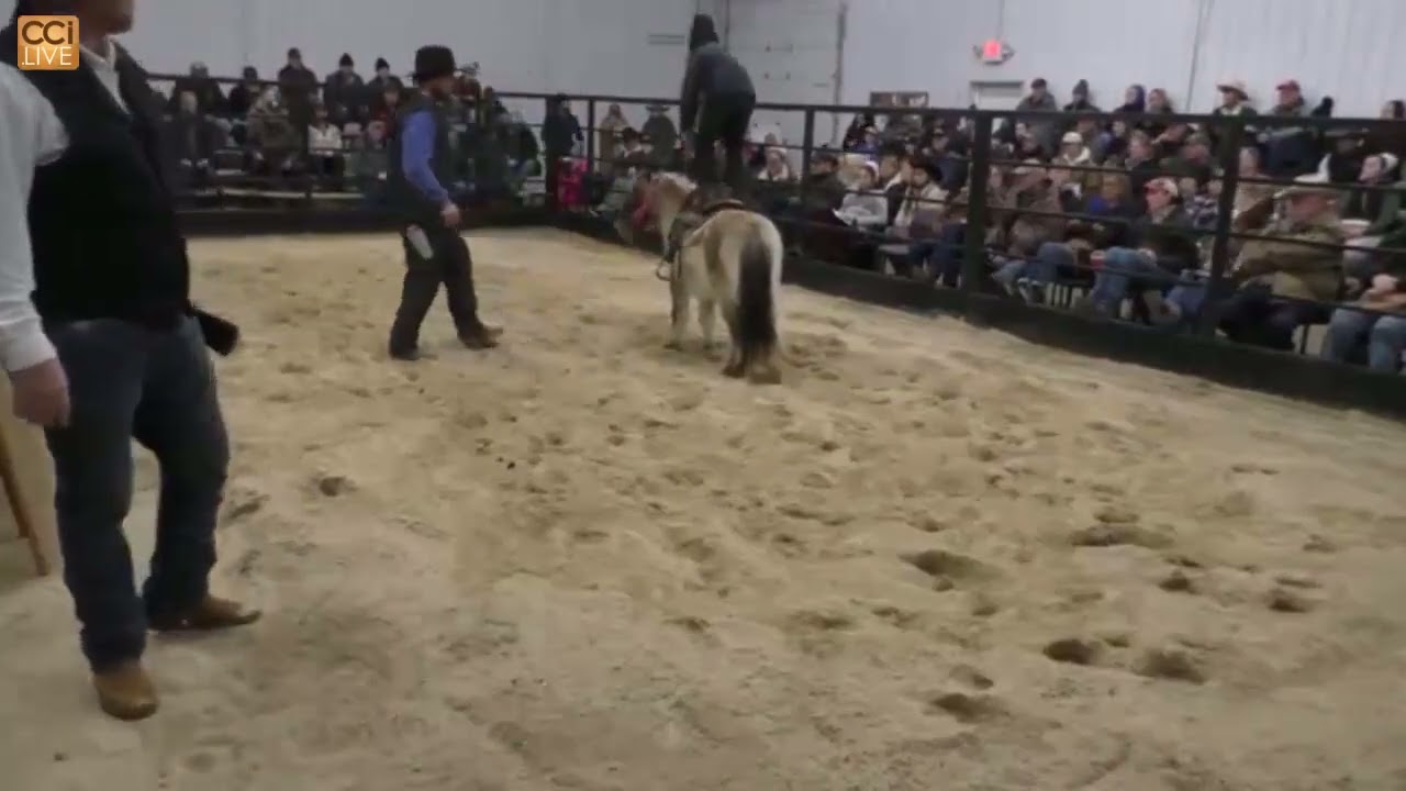 Schmitty’s Horse Sale & Preview, Aplington, IA