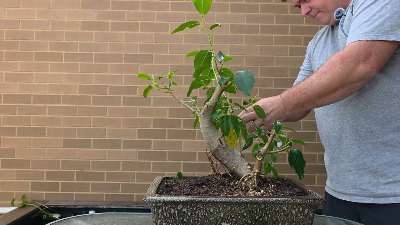 Bonsai are out of the glasshouse for the growing season.