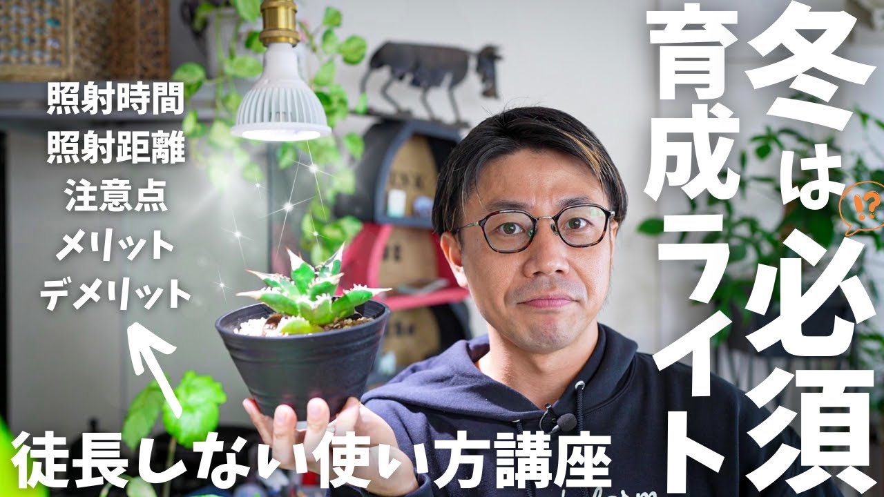 【超初心者向け育成ライトの使い方】コレでアガベの徒長を防げ!!