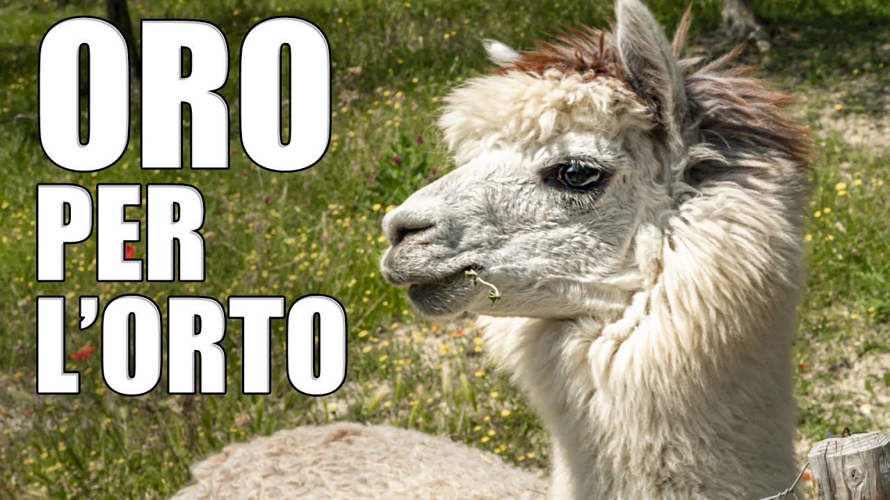 Alpaca un alleato per l'orto