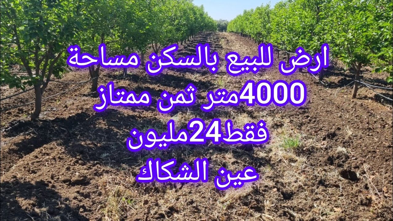 ارض مساحة 4000متر بالسكن ديالها بالماء والضوء و55شجرة الزيتون ثمن 24مليون ،عين الشكاك 0631303612