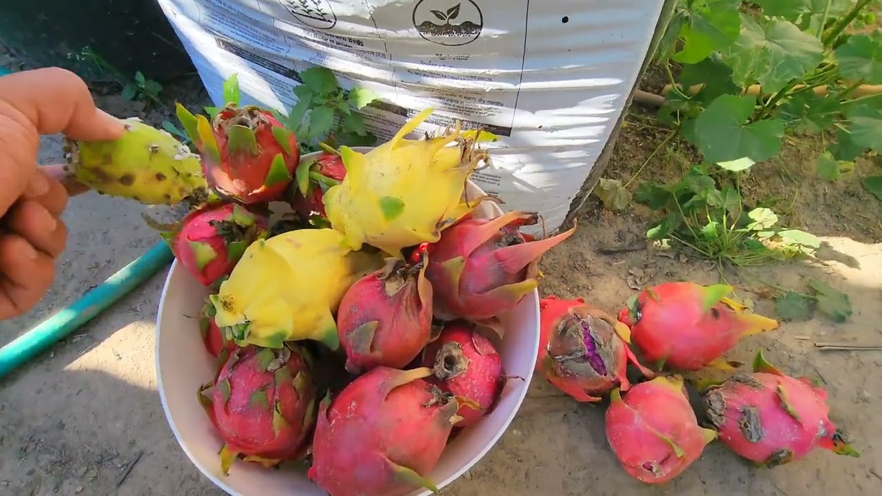 pitahaya El grullo Golden Yellow,  dark star,  purple hace, American beauty