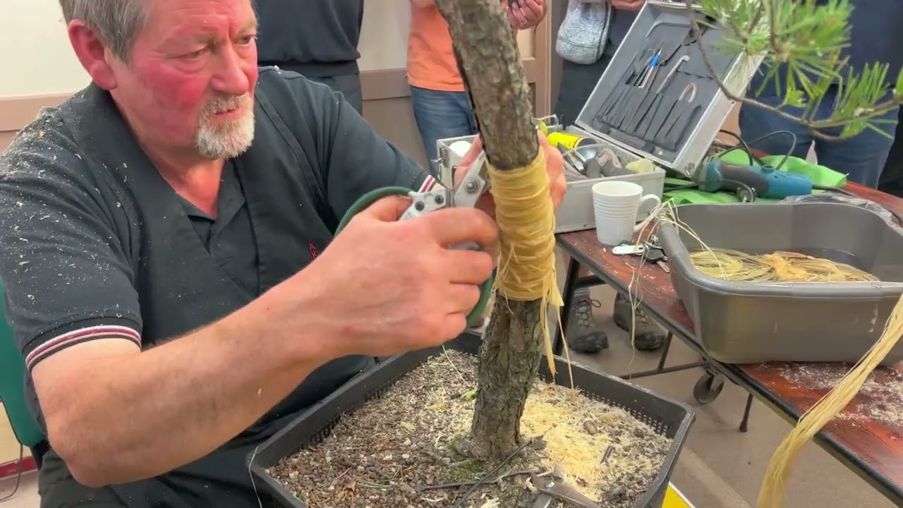 Aka Matsu Bonsai Club Night, Scots Pine Demo By Robert Aktinson