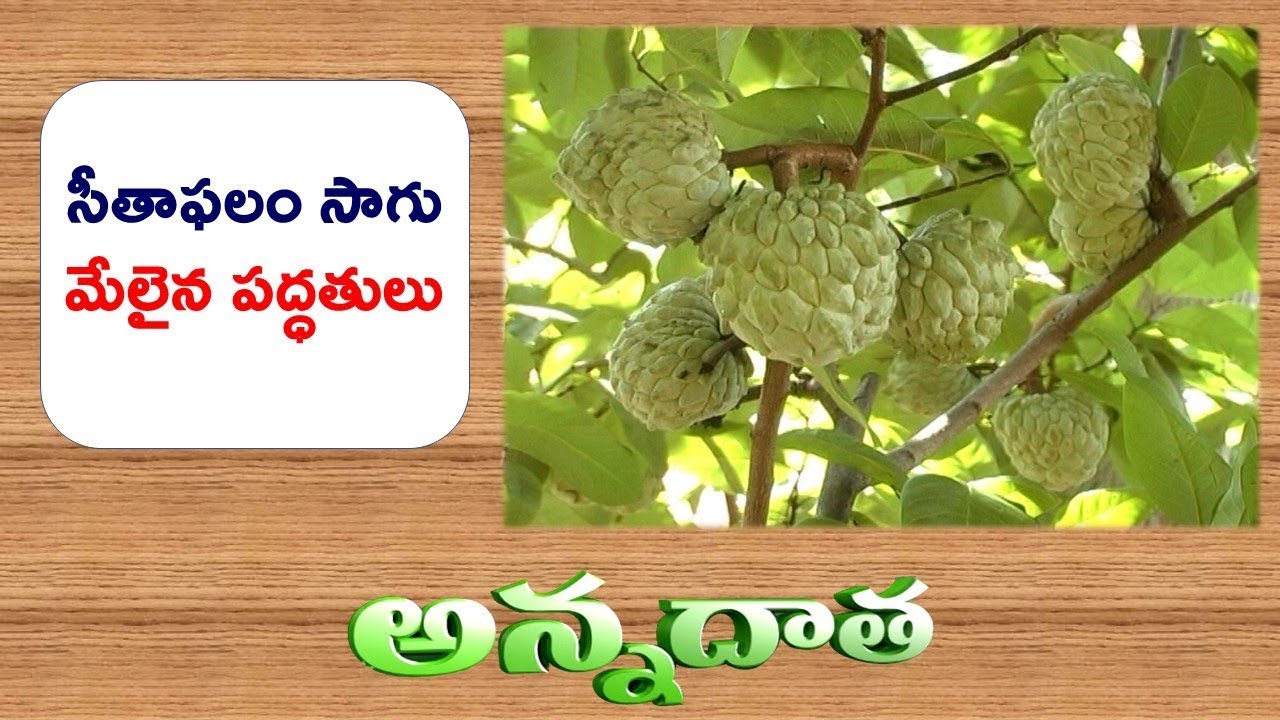 Commercial Cultivation | of Custard Apple (Seetaphal) || ETV Annadata