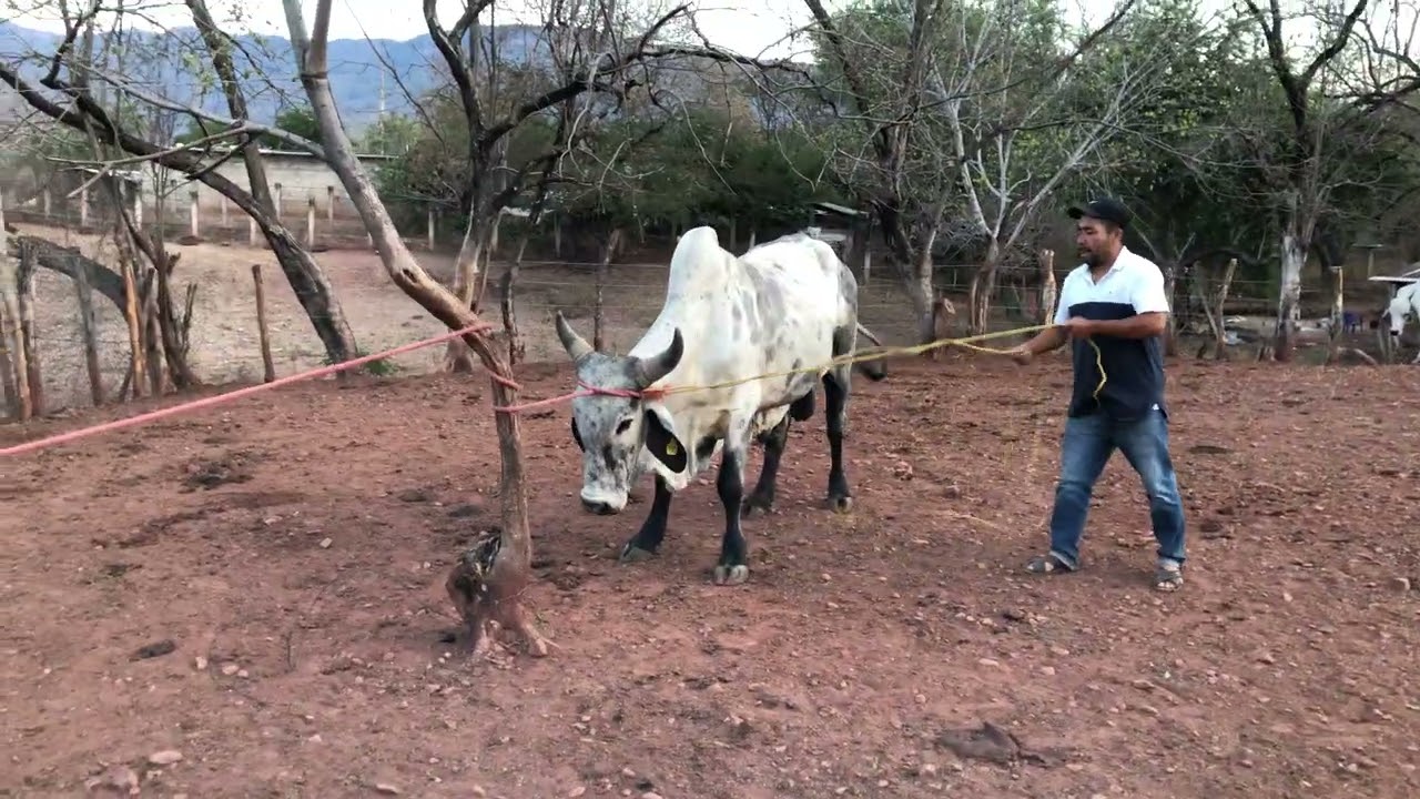 Así se doma un semental 