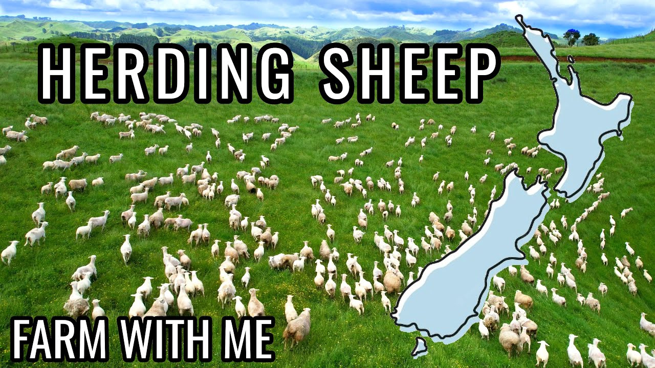 Muster With Me | New Zealand Shepherding