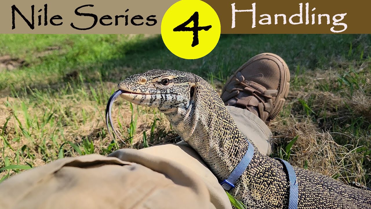 🟨Nile Monitor Handling, taking our Nile Monitor outside for a walk.