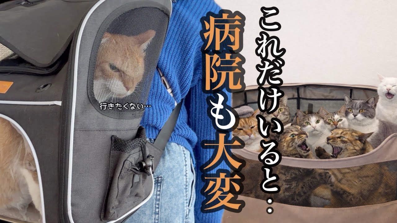 30匹もいると色々大変です…。【Jackery 3600 Plus】
