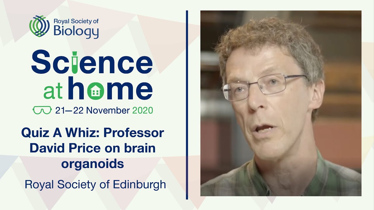 Professor David Price on brain organoids | Science at Home | Royal Society of Biology