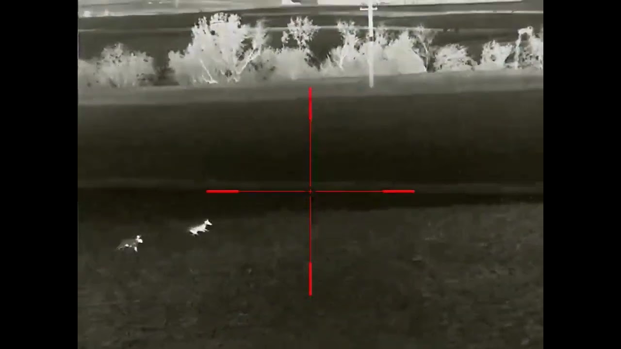 coyote triple winds us but we get one to stop! iray thermal coyote hunt