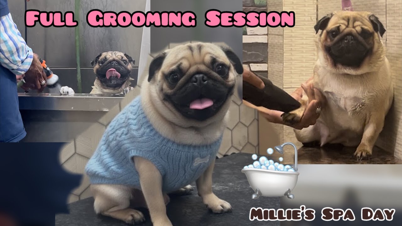 Spa Day for Millie 🛁🐶 | Full Grooming at Dog Salon #mustwatch #doggroomingforbeginners #dailyvlog 