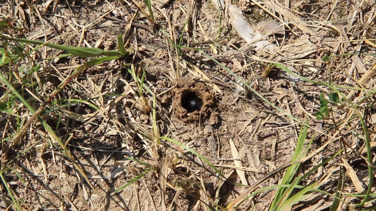 Ptilothrix Builds Turret Over Nest Hole