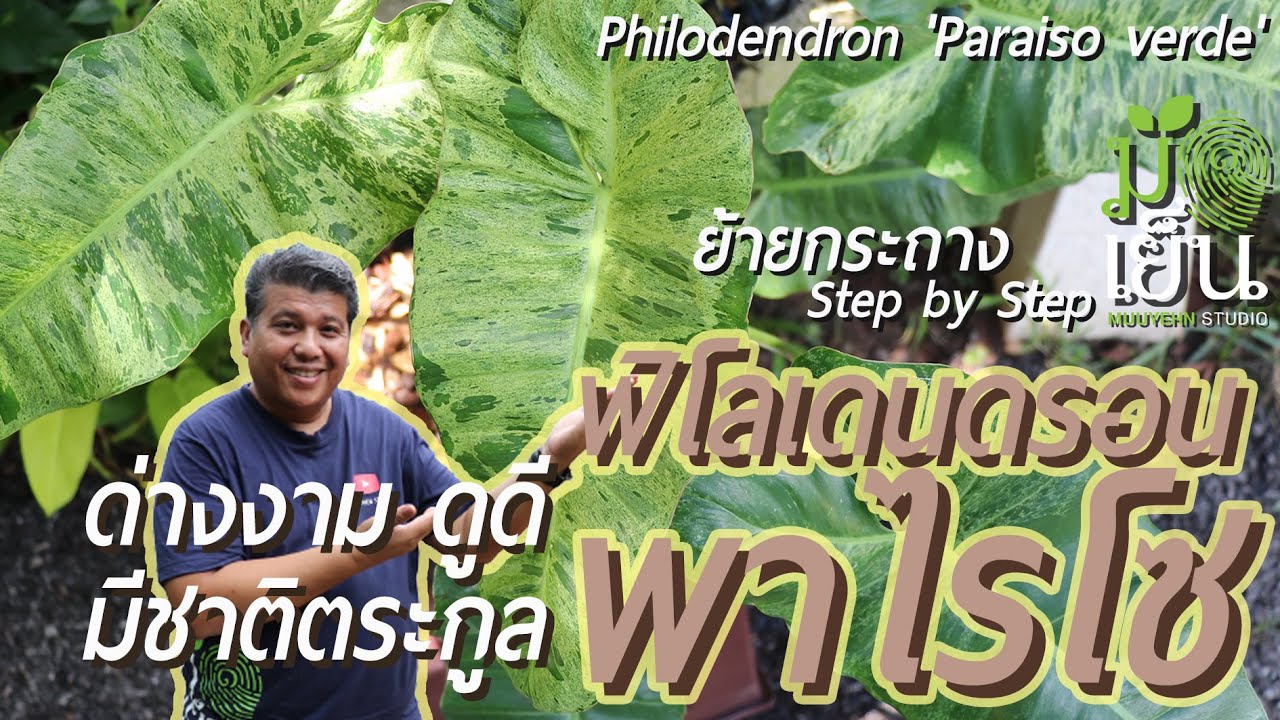 ฟิโลเดนดรอนพาไรโซ ด่างงาม ดูดี มีชาติตระกูล Philodendron 'Paraiso verde'  หรือ 'Marina Ruy Barbosa’