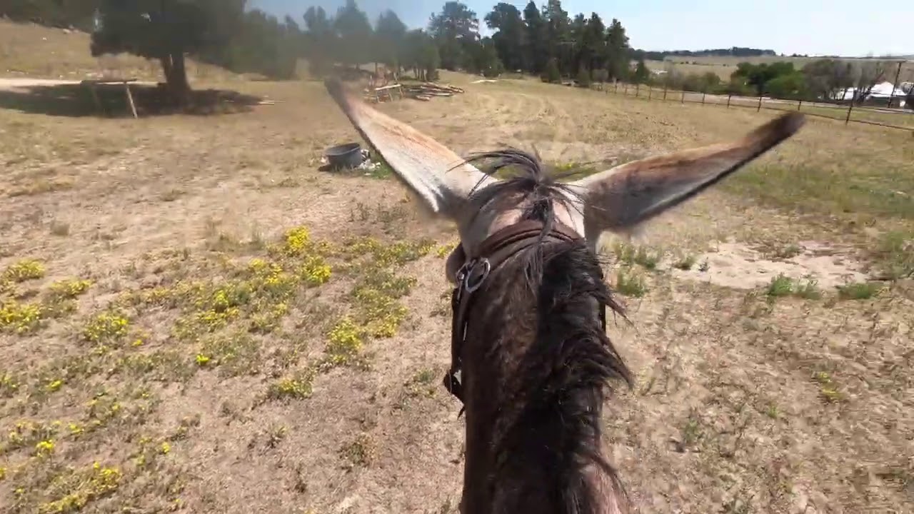 Donkey Saddle Training - Part 3