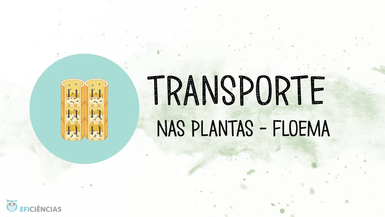 Transporte no floema - Biologia e Geologia 10&ordm;ano