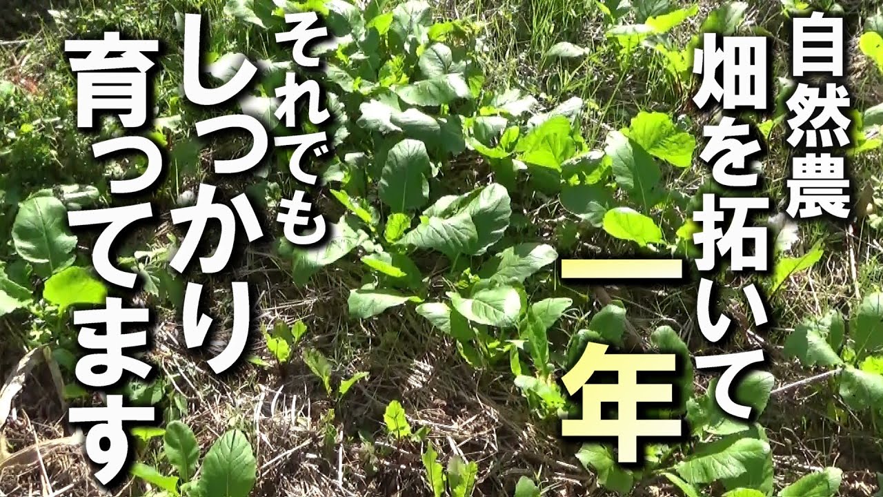 【自然農】島の若者「トモ君の畑」　しっかり育ってます！　2025年10 月29日【natural farming】