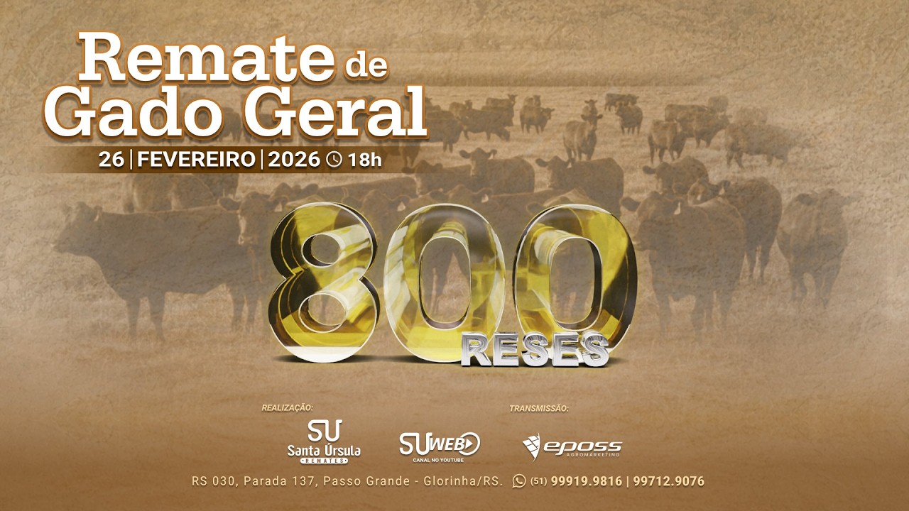 Remate de Gado Geral  - 800 Reses - 26 de Fevereiro de 2026