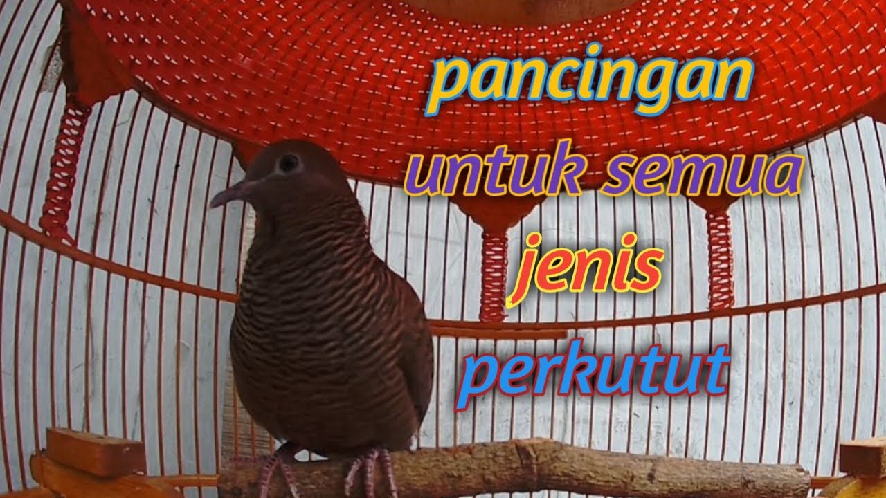 Perkutut hitam cemani manggung suara cocok untuk pancingan semua jenis perkutut.