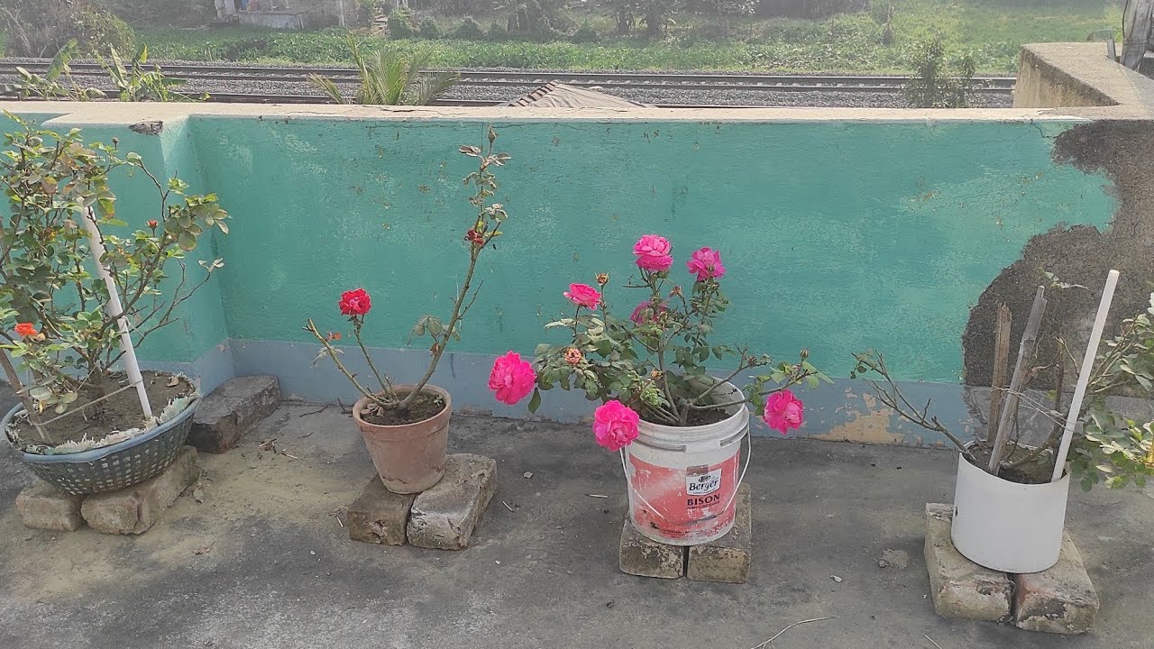 ছাদে গেলেই মনটা খুশি হয়ে যায়🌹🌹♥️#ঘরকুনো couple#bengalivlog #dailyvlog #couplevlog 