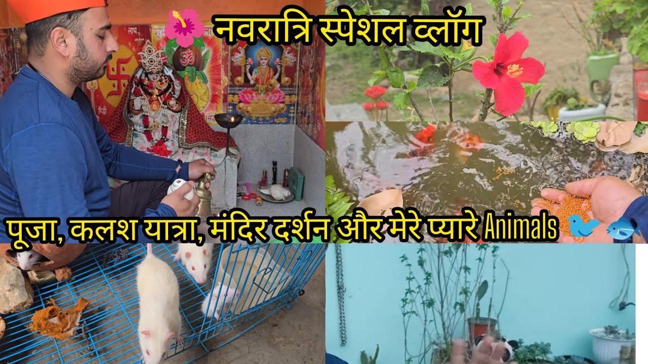 🌺 नवरात्रि स्पेशल व्लॉग | पूजा, कलश यात्रा, मंदिर दर्शन और मेरे प्यारे Animals 🐦🐟 | Daily Life Vlog 
