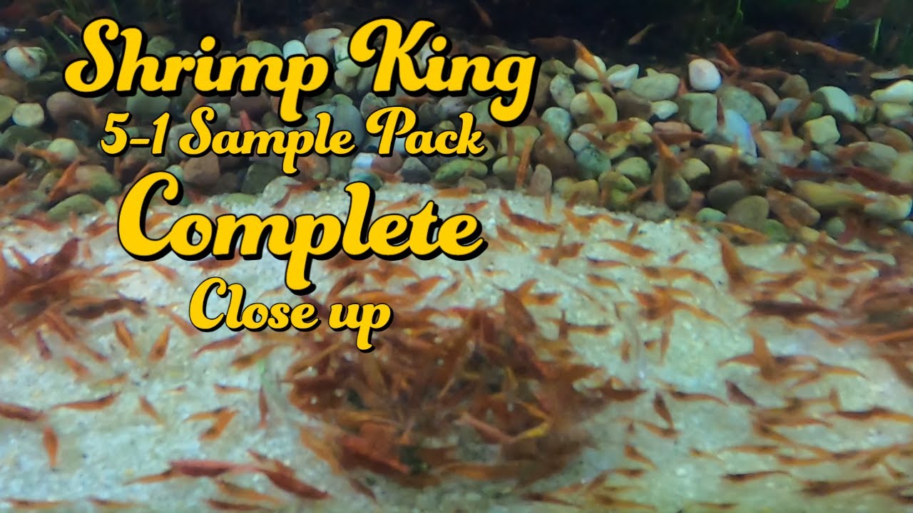 Shrimp King 5-1 Sample pack unboxing review of COMPLETE close up - PSA EP33