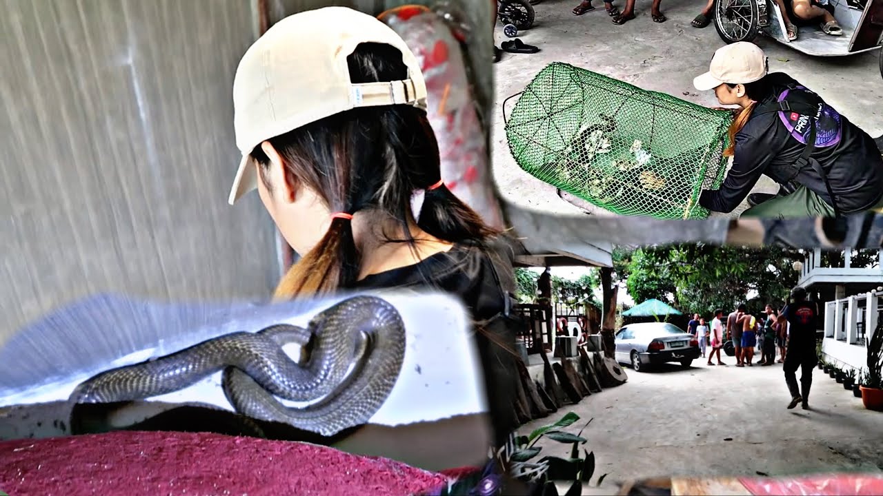 COBRA NASA ITAAS NG BAHAY