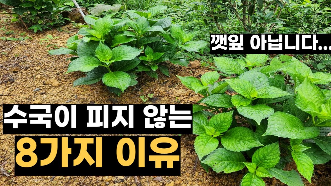 수국 꽃 안피고 결국 깻잎 되는 8가지 이유