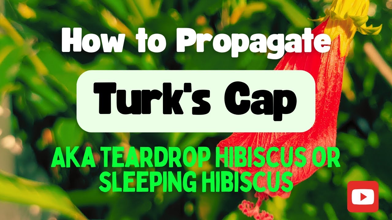 Turk's Cap Plant Propagation (Teardrop Hibiscus/Sleeping Hibiscus)