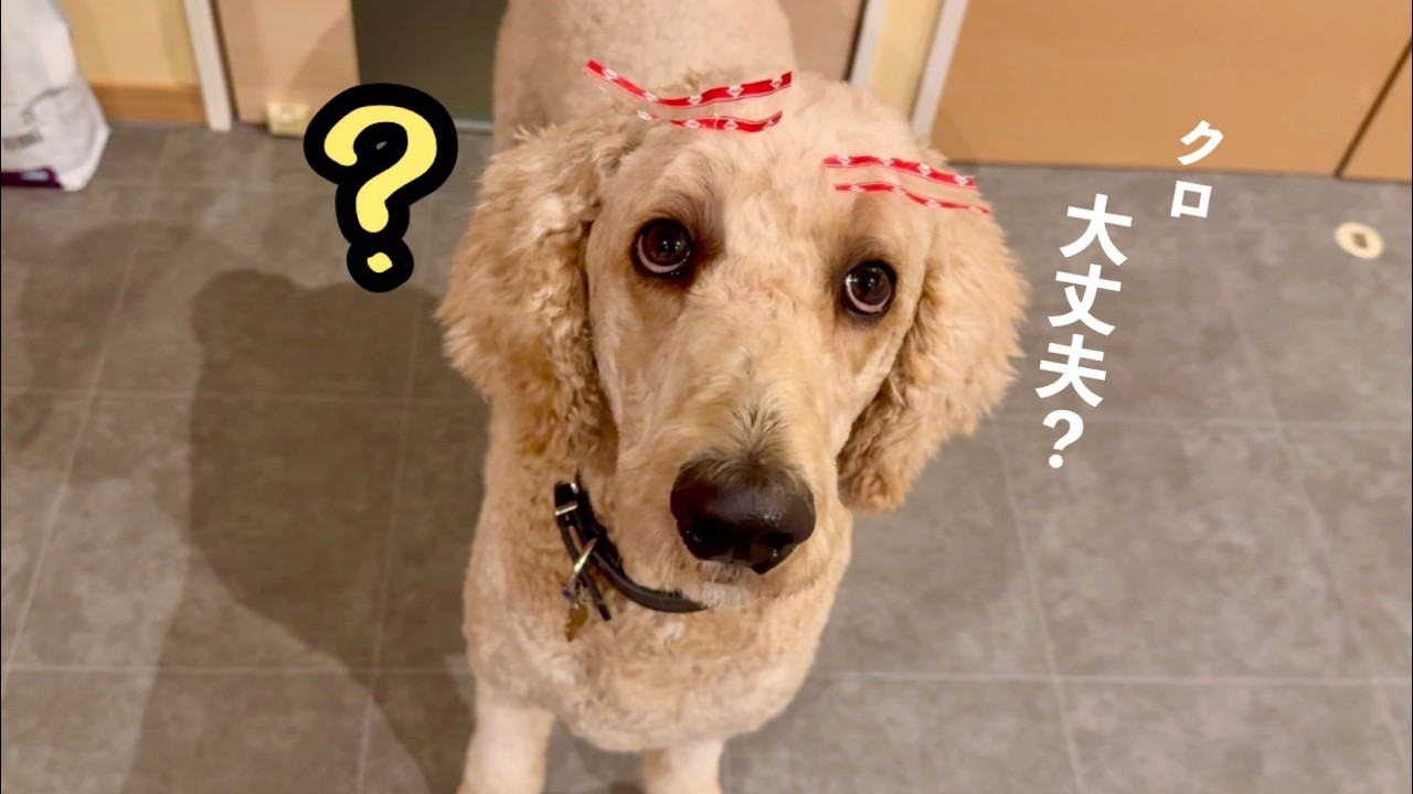 クロの避妊手術を決めた理由｜FeLV陽性猫の選択肢