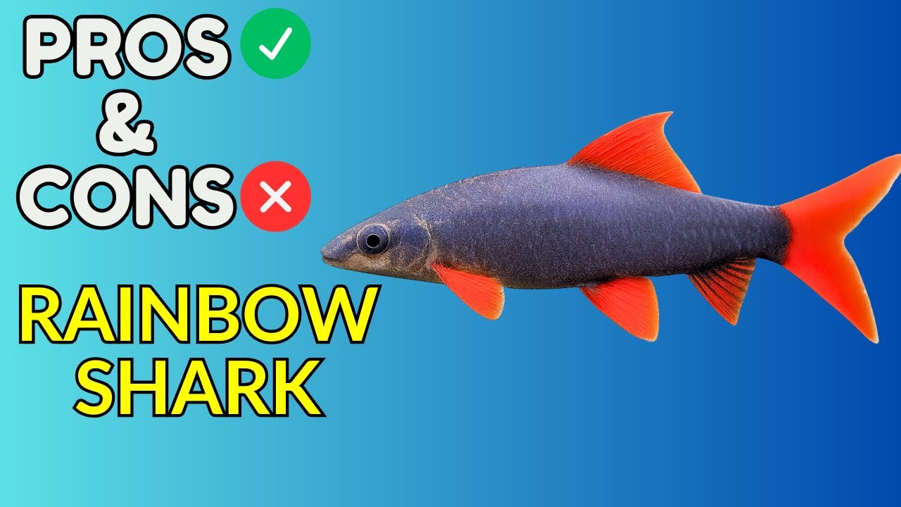 Rainbow Shark Pros and Cons | Is This Colorful Shark Fish Right for Your Tank?