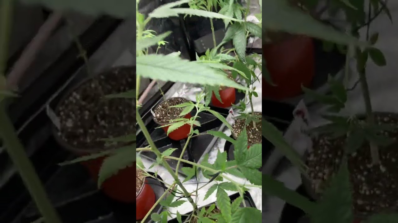@acinfinity plant twist ties. Training the #mintscotti by @FrostyMcNosty