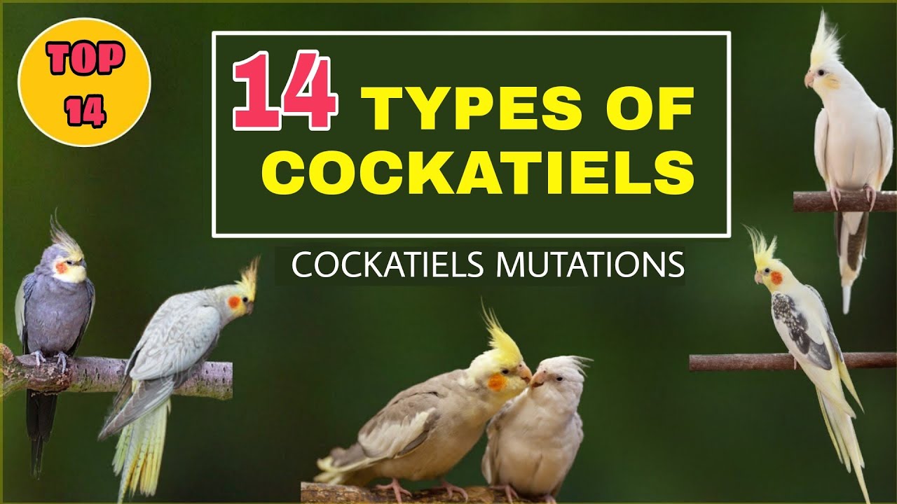 Top 14 Cockatiel colour and mutations | Top 14 Type of Cockatiels | Cockatiel parrot Top varieties