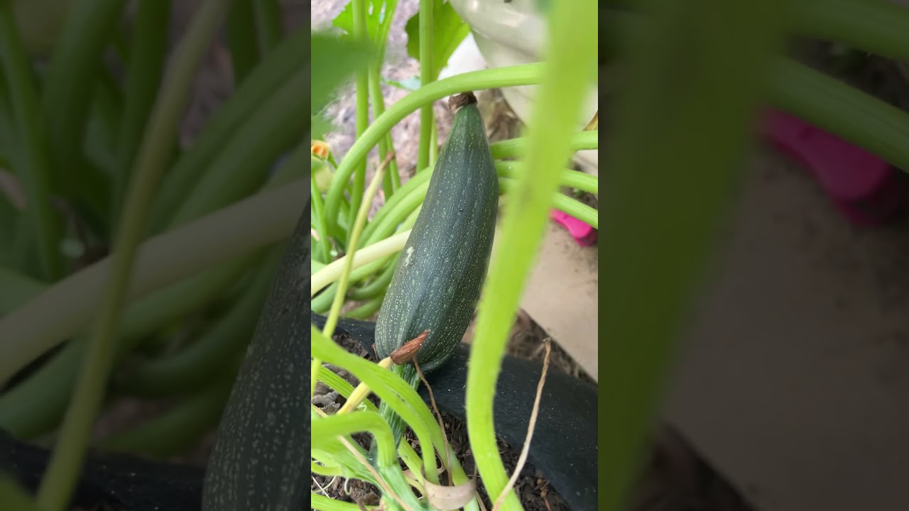 In the backyard #silkies #gardening #vegetables #tomato #chicken #australia #2025 #garden